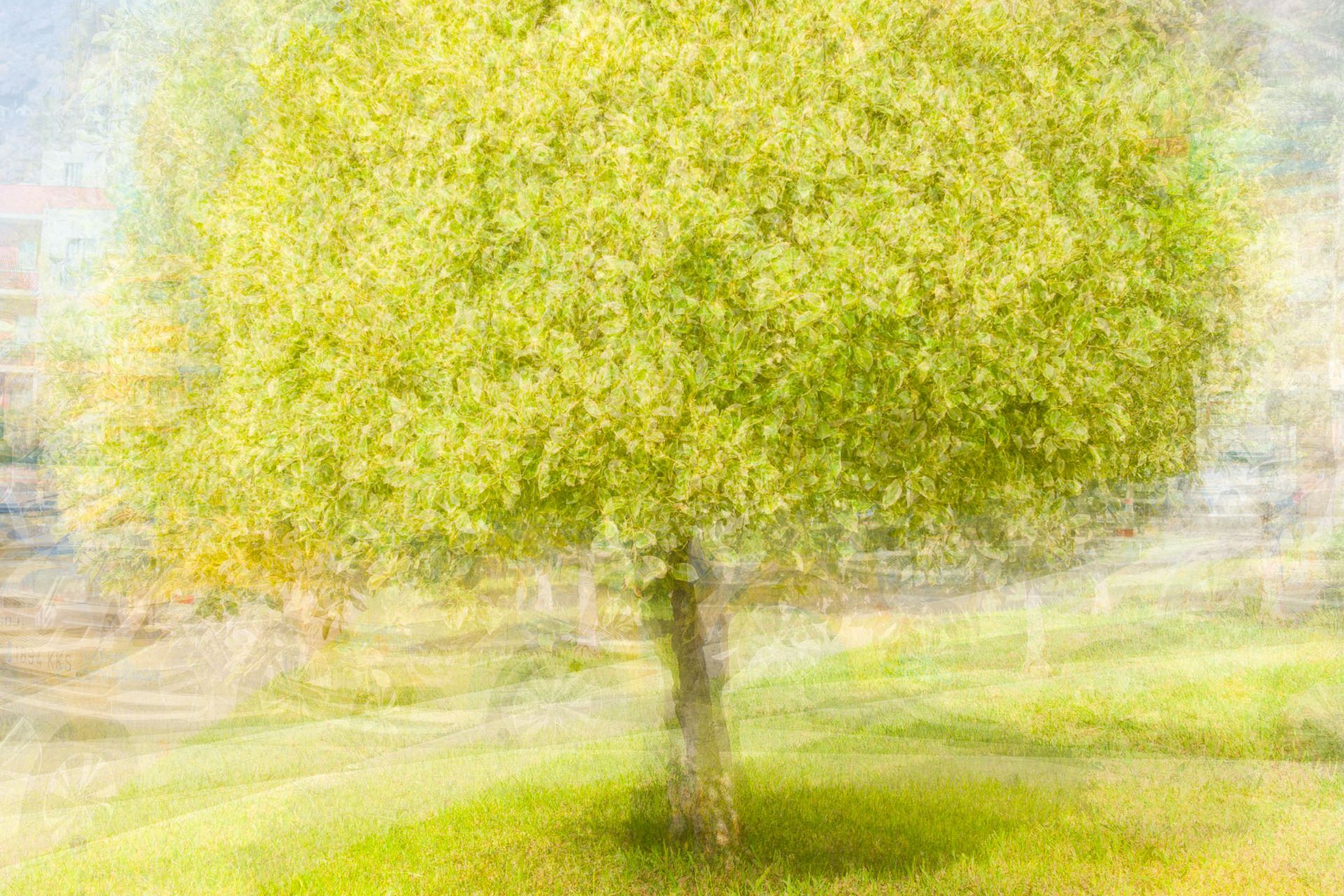 Baum